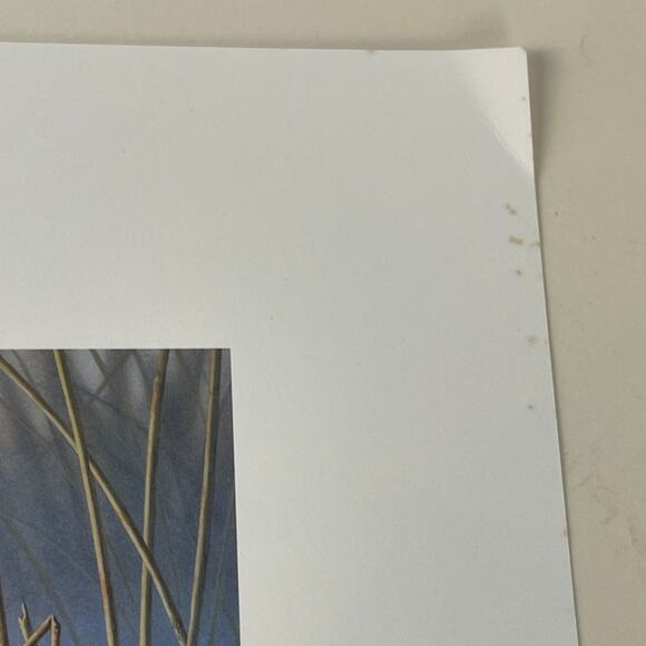 Pennsylvania Waterfowl Management Stamp Print Hooded Merganser 1999 #2235 - Picture 4 of 5